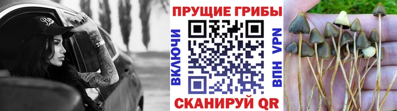 Купить закладки  Тарко-Сале  Псилоцибиновые грибы GOLDEN TEACHER 